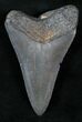 Serrated Lower Fossil Megalodon Tooth #13368-1
